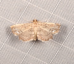 Neomusotima conspurcatalis