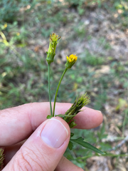 Bidens bipinnata
