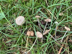 Entoloma