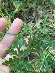 Bidens bipinnata