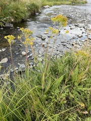 Senecio hydrophilus