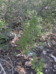 Forestiera pubescens