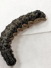 Helicoverpa armigera