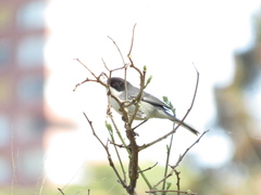 Microspingus melanoleucus