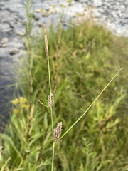 Carex lasiocarpa