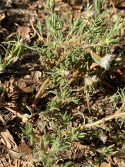 Portulaca pilosa