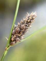 Carex lasiocarpa
