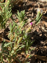Portulaca pilosa