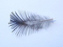 Cyanocorax melanocyaneus