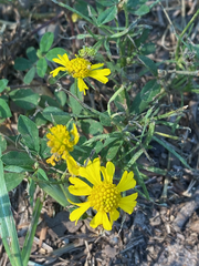 Helenium amarum
