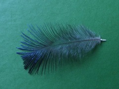 Cyanocorax melanocyaneus