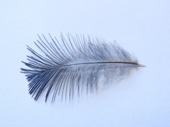 Cyanocorax melanocyaneus