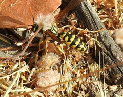 Polistes gallicus