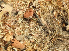 Polistes gallicus