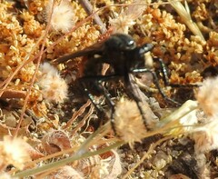 Dasypogon