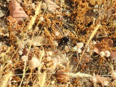 Dasypogon