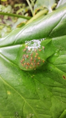 Nymphargus grandisonae
