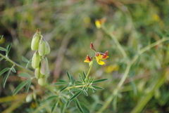 Crotalaria pumila