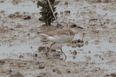 Charadrius leschenaultii