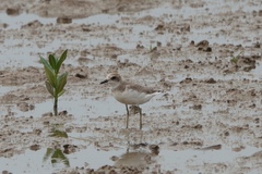 Charadrius leschenaultii