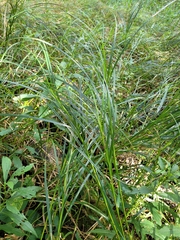Carex trichocarpa