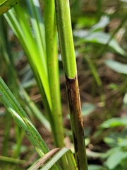 Carex trichocarpa