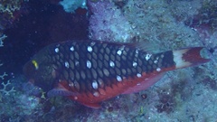 Sparisoma viride
