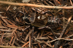 Cyphoderris monstrosa