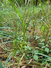 Carex trichocarpa