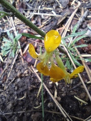 Erysimum capitatum capitatum