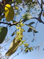 Sebastiania commersoniana