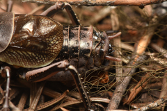 Cyphoderris monstrosa