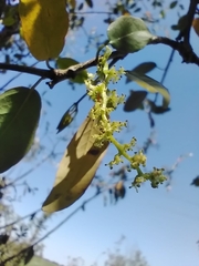 Sebastiania commersoniana