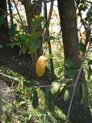 Sebastiania commersoniana