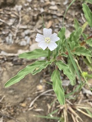 Monsonia