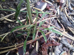 Erysimum capitatum capitatum