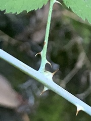 Rubus leucodermis