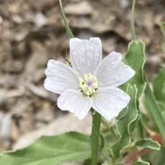 Monsonia