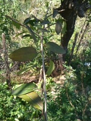 Sebastiania commersoniana