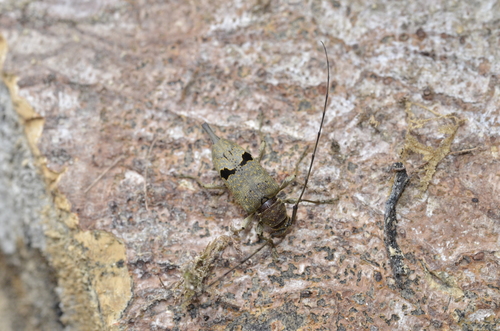 Hylettus coenobita