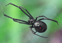 Latrodectus mactans