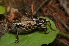 Cyphoderris monstrosa