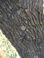 Sebastiania commersoniana