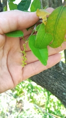 Sebastiania commersoniana