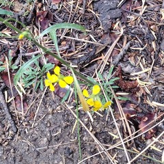 Erysimum capitatum capitatum