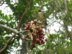 Turdus albicollis