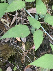 Rubus leucodermis
