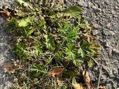 Potentilla argentea