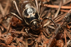 Cyphoderris monstrosa