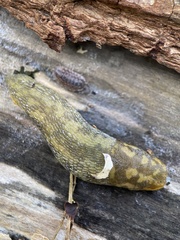 Limacus maculatus